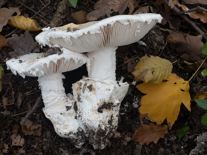 Amanita ovoidea